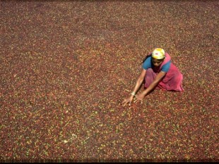 Cà phê Ấn Độ mất lợi thế trước Việt Nam