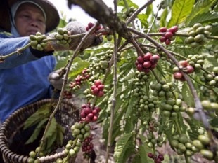 Indonesia: Xuất khẩu cà phê giảm gần 1/3 do mưa