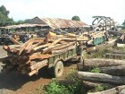 Khai thác gỗ làm trụ tiêu ở Đắk Lắk