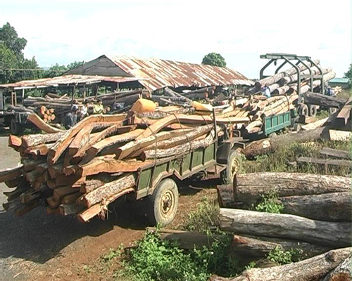 Khai thác gỗ làm trụ tiêu ở Đắk Lắk