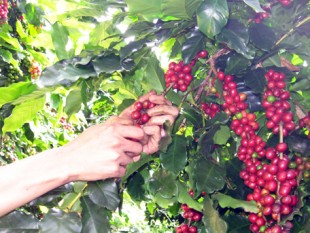 Thu hoạch cà phê Arabica ở Đà Lạt