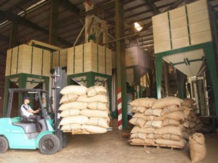 DN xuất khẩu cà phê: Mong được tiếp tục vay ngoại tệ