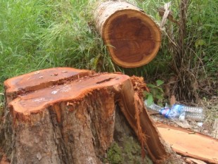 Báo động đỏ về tình trạng phá rừng ở VQG Yok Đôn