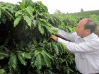 Thu tiền tỷ từ trồng cà phê