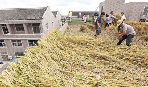 Tao Zhengrong trồng  lúa trên nóc nhà