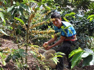 Peru: Nông dân trồng cà phê biểu tình yêu cầu chính phủ hỗ trợ hợp tác xã