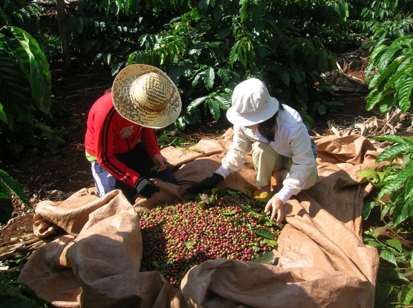 Thu hoạch cà phê Đắk Lắk