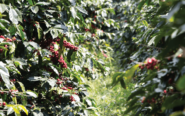 Cà phê xuất khẩu của Honduras sẽ tăng 3,6% trong niên vụ tới