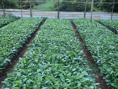 Cấp giống miễn phí cho nông dân trồng 270 ha cà phê