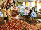 Thu hoạch cà phê ở Lâm Đồng