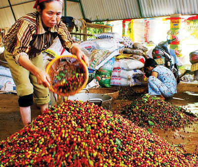 Thu hoạch cà phê ở Lâm Đồng