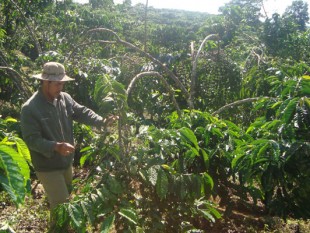 Chăm sóc cà phê sau thu hoạch ở Đông Nam bộ