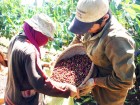 Hỗ trợ nông dân trồng cà phê