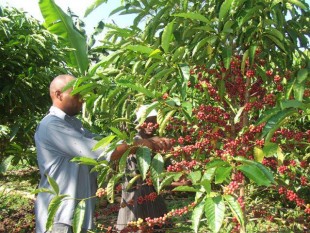 Cameroon gia tăng chế biến cà phê Robusta trong năm 2012