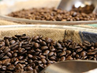 Costa Rica: Dự đoán sản lượng cà phê niên vụ 2012/13 đạt 1,65 triệu bao