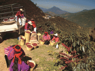 Guatemala: Xuất khẩu cà phê tháng 1/2013 tăng 9%