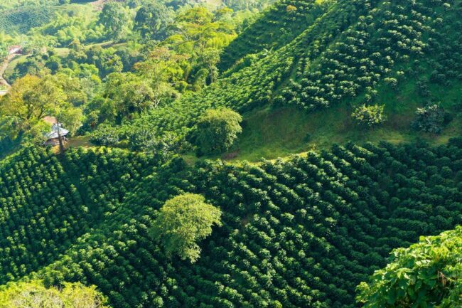 Colombia cung cấp hàng triệu đô la giúp các đồn điền cà phê thích ứng với biến đổi khí hậu
