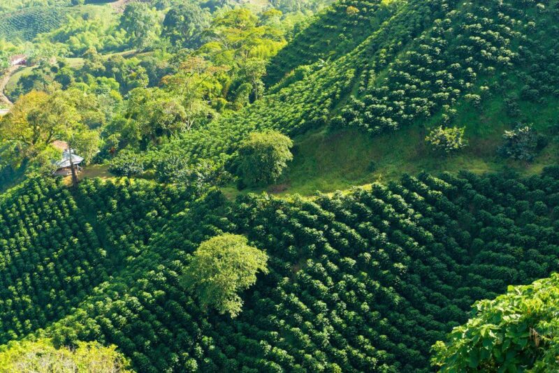 Một khu vực trồng cà phê ở Colombia 