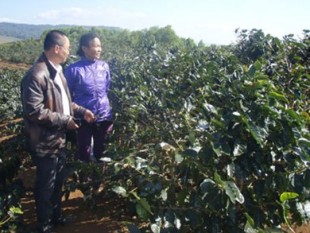 Diện tích cà phê của công ty Lộc Phát trên đất rừng