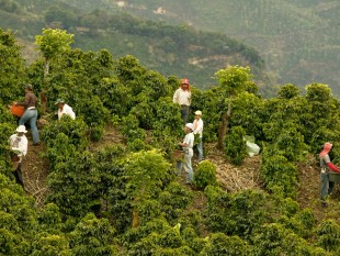 Xuất khẩu cà phê vùng Trung Mỹ giảm 25% vì nấm bệnh