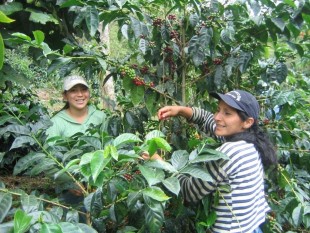 Tanzania: sản lượng cà phê niên vụ 2012/13 tăng gấp đôi nhờ thời tiết tốt