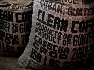Guatemala công bố khẩn cấp bệnh gỉ sắt lá cà phê