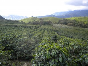 Starbucks mua trang trại cà phê tại Costa Rica
