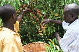 Nông dân Uganda đang thu hoạch cà phê