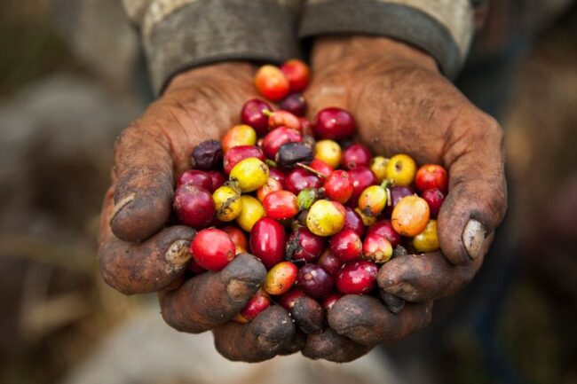 Arabica Coffee Closes Higher on Heavy Rain in Brazil