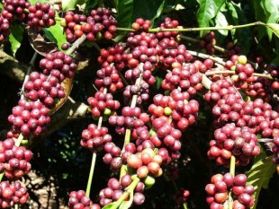 Ấn Độ: Xuất khẩu cà phê giảm 10%