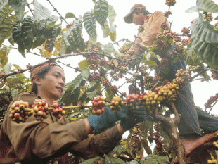 Cà phê Việt – hiện tượng thú vị của cà phê thế giới