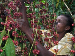 Uganda: xuất khẩu cà phê tháng 3/2013 tăng vọt lên 66%