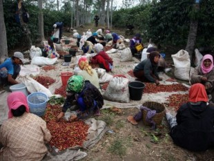 Indonesia: chậm trễ giao hàng do cà phê khan hiếm