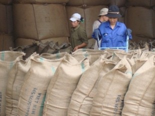 Giá cà phê Robusta tăng do xuất khẩu Việt Nam có khuynh hướng giảm