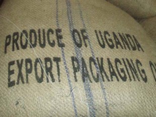 Uganda: xuất khẩu cà phê tháng Tư tăng lên 76% do thu hoạch cao điểm