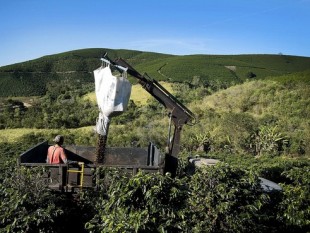Brazil: thu hoạch 30% sản lượng cà phê Robusta, bán hàng chậm