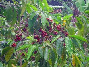 Cameroon: xuất khẩu cà phê Robusta giảm