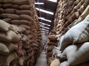 Cecafé: Brasil xuất khẩu cà phê niên vụ 2017/2018 giảm.