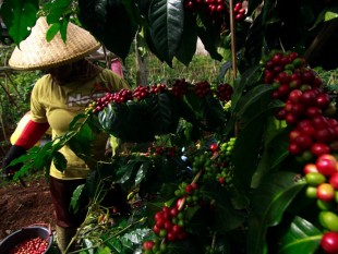 Indonesia: xuất khẩu cà phê năm 2013 giảm 17%