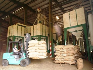 Việt Nam: xuất khẩu cà phê tháng 6/2013 giảm cả lượng lẫn giá