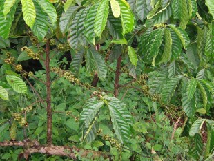 Cameroon: xuất khẩu cả hai loại cà phê tiếp tục sụt giảm