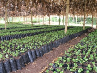 Tanzania: TaCRI cung cấp 200 triệu cây giống cà phê lai cho nông dân