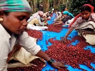 Ấn Độ: xuất khẩu cà phê giảm 2,85% kể từ đầu năm 2013