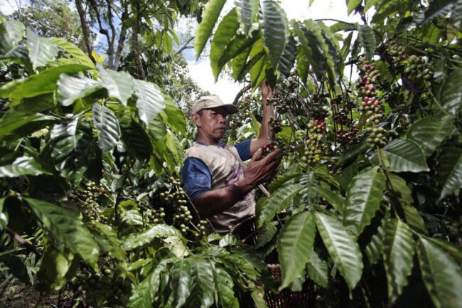 Các nhà xuất khẩu cà phê Đông Nam Á cảm nhận sức nóng từ mức giá cộng tăng cao