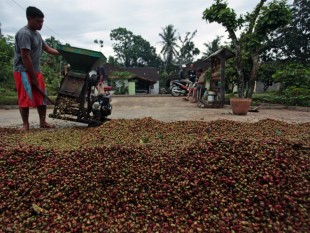 Indonesia : xuất khẩu cà phê đang bị đe dọa