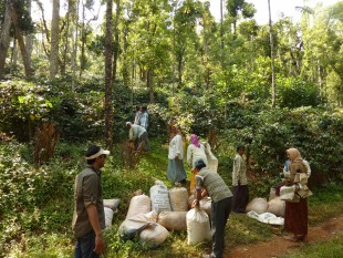 Ấn Độ: Xuất khẩu cà phê trong năm 2018 giảm 7,36%