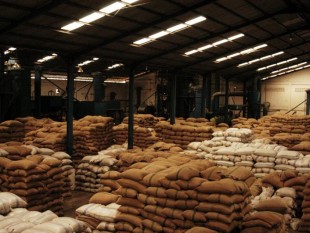 Giá cà phê Robusta gia tăng do Indonesia giao hàng chậm lại