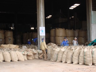 Giá cà phê Robusta tăng trở lại trước khi Việt Nam thu hoạch vụ mới