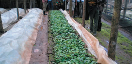 Vườn ươm giống cà phê chất lượng cao của Uganda