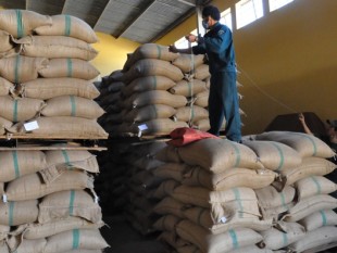 Việt Nam: Xuất khẩu cà phê tháng 10/2013 tiếp tục giảm mạnh cả lượng lẫn giá